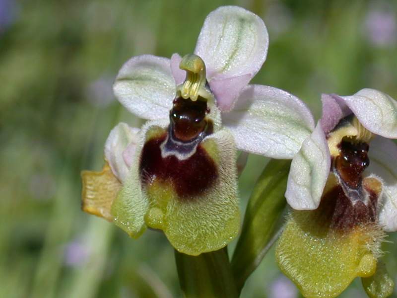 Orchidee da La Maddalena